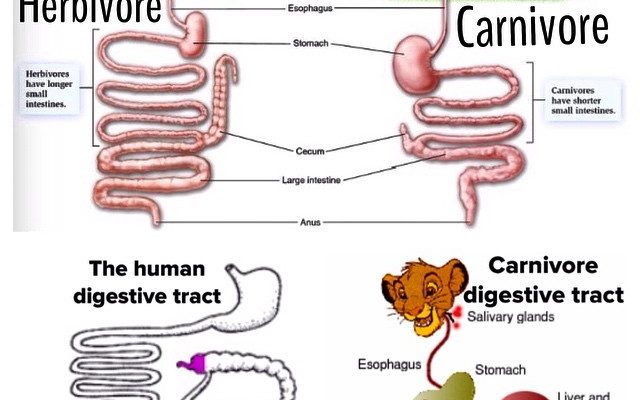 Why do Herbivores have Longer Small Intestine than Carnivores