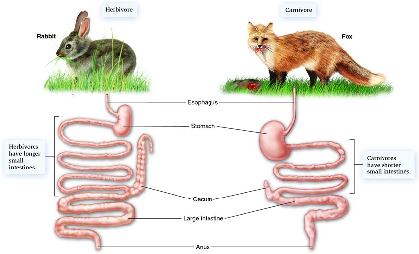 Why do Herbivores have Longer Small Intestine than Carnivores class 10