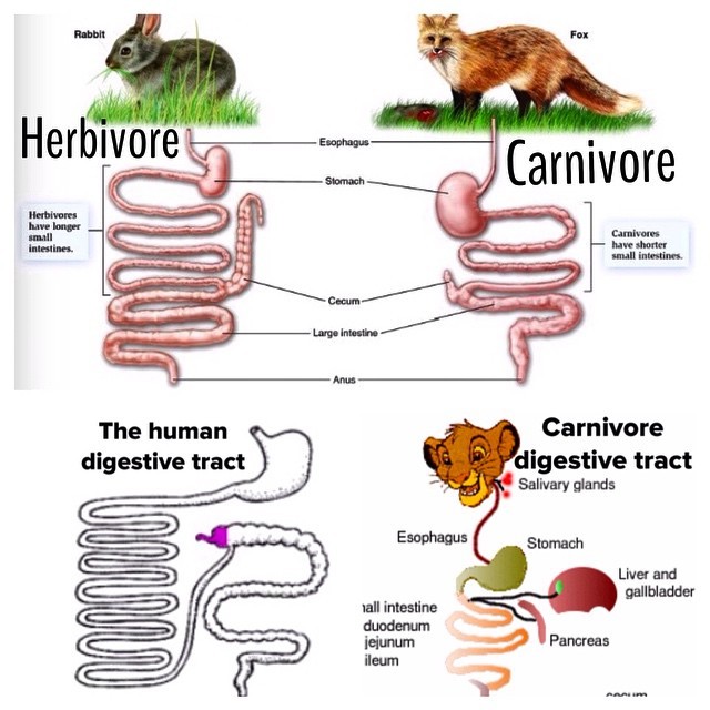 Why Do Herbivores Have Longer Small Intestine Than Carnivores CBSE 