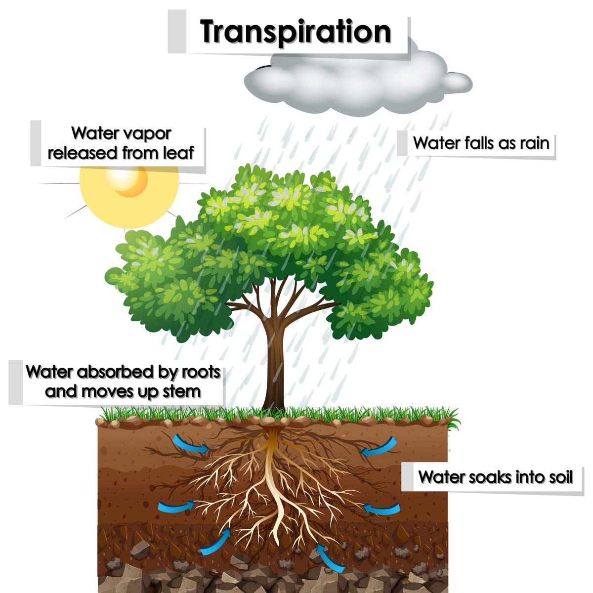 What Is Transpiration Pull Class 10 Cbse