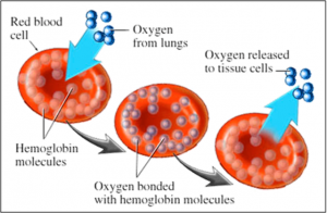 What is the role of Respiratory Pigment in Respiration? Give one