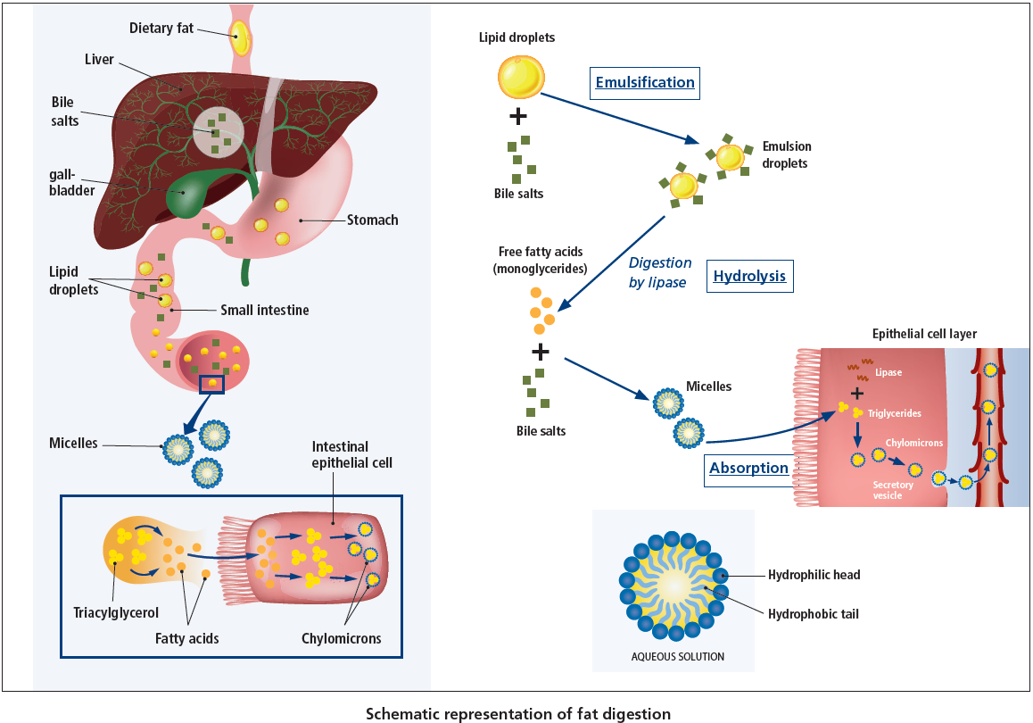 what-is-the-significance-of-emulsification-of-fats-cbse-class-notes-online-classnotes123