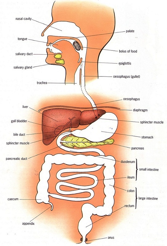 neatly labelled digestive system diagram for class 10