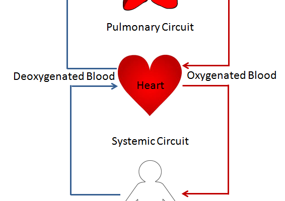 Double Circulation Definition 2 Loops Flowchart Types Importance 