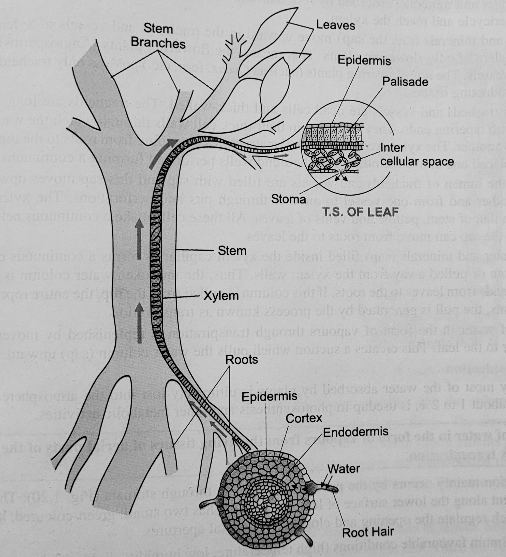How are Water and Minerals Transported in Plants ? CBSE Class Notes