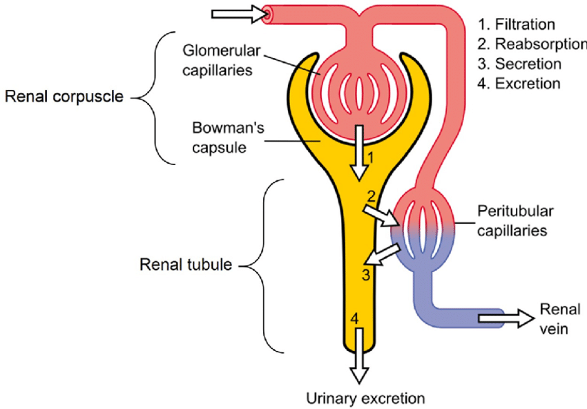 3 steps of urine formation class 10