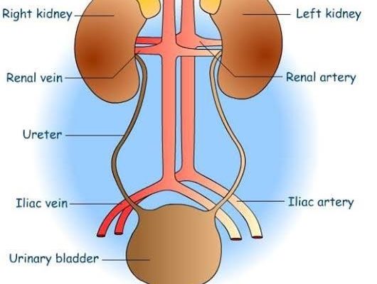 The Excretory System in Human Beings - The Urinary System﻿