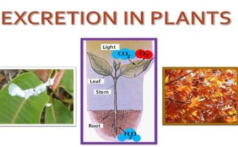 How do Plants Excrete their Waste Products