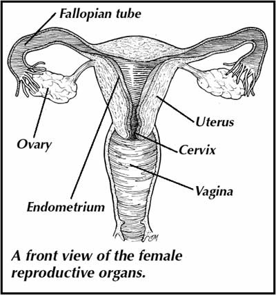 Neatly Labelled easy to draw diagram of Female Reproductive System for class 10