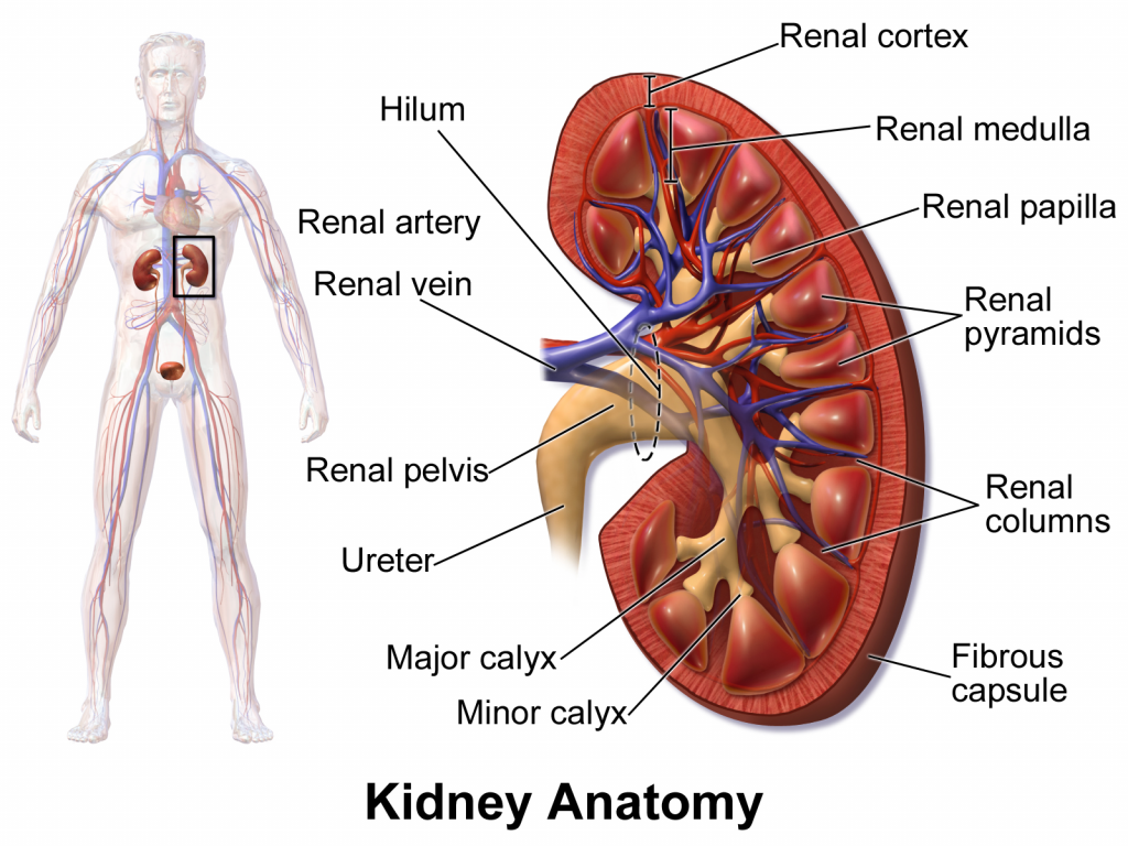 Function of Kidney