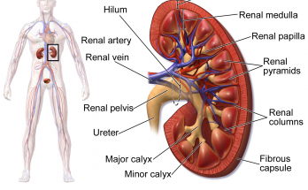 Function of Kidney