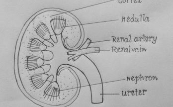 Human Kidney Diagram for class 10