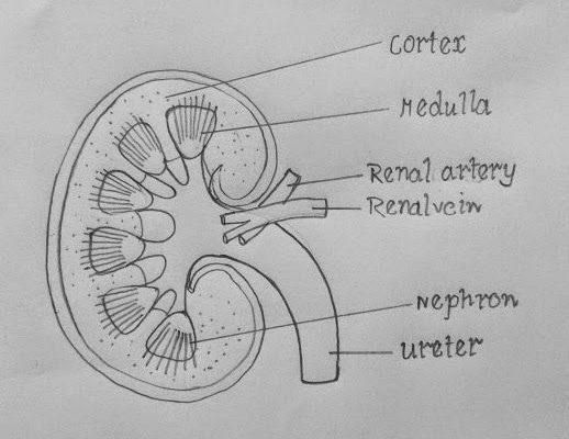 Answer the Following in Detail Explain the Structure of a Nephron with the  Help of a Diagram  Biology  Shaalaacom