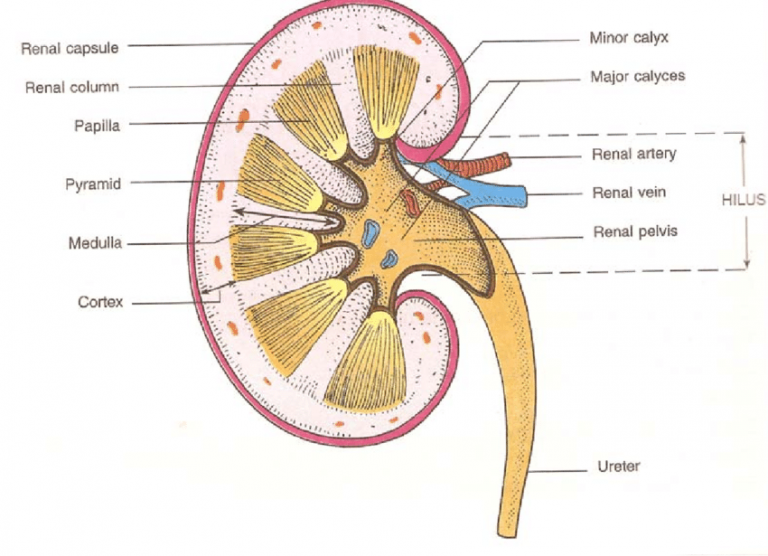 kidney-diagram-class-10-cbse-class-notes-online-classnotes123