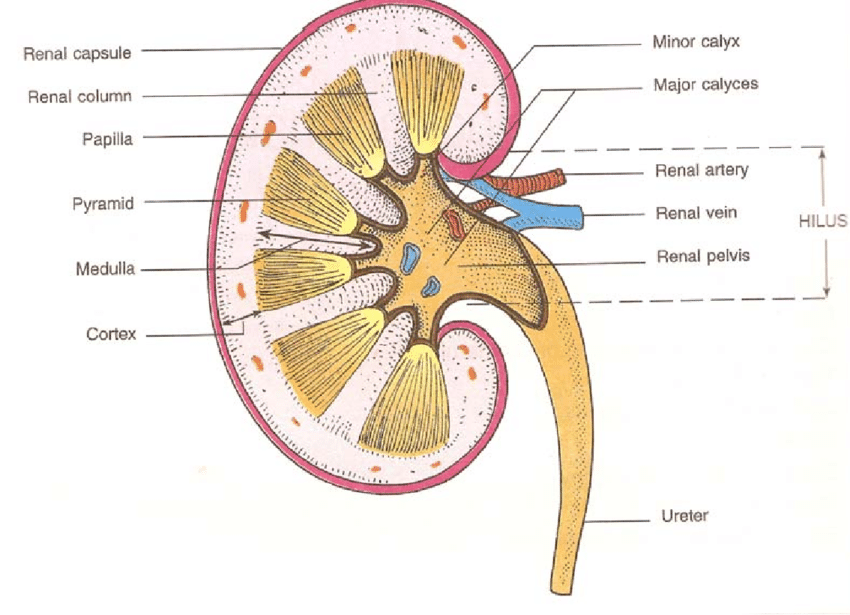 diagram of the kidney