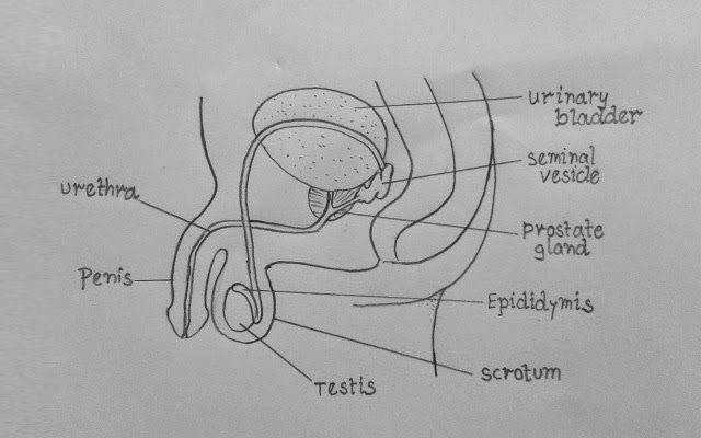 Male Reproductive System Diagram - Class 10 - CBSE Class Notes Online