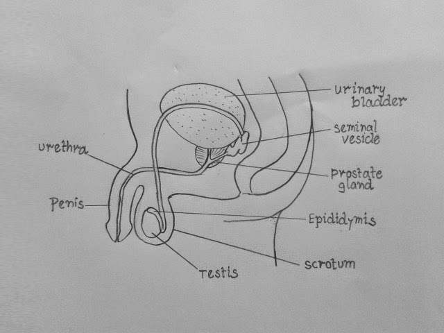 Male Reproductive System Diagram Class 10 CBSE Class Notes Online 