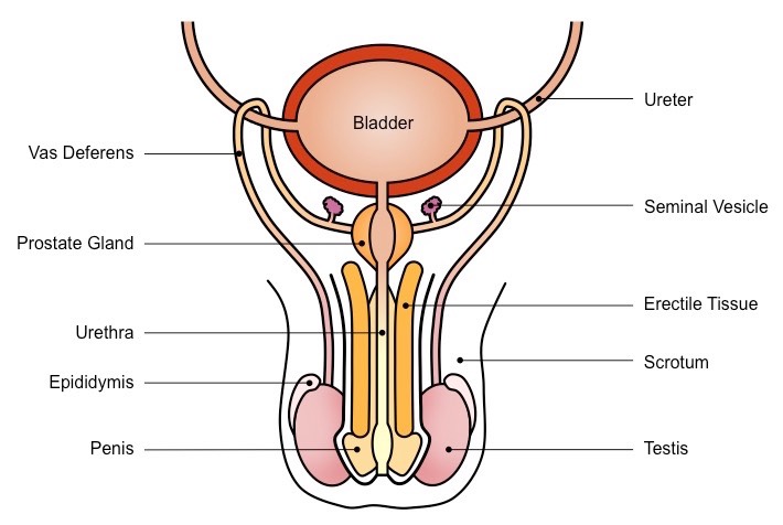 Neatly Labelled diagram of Male Reproductive System Diagram for class 10 explained with parts location structure and functions 