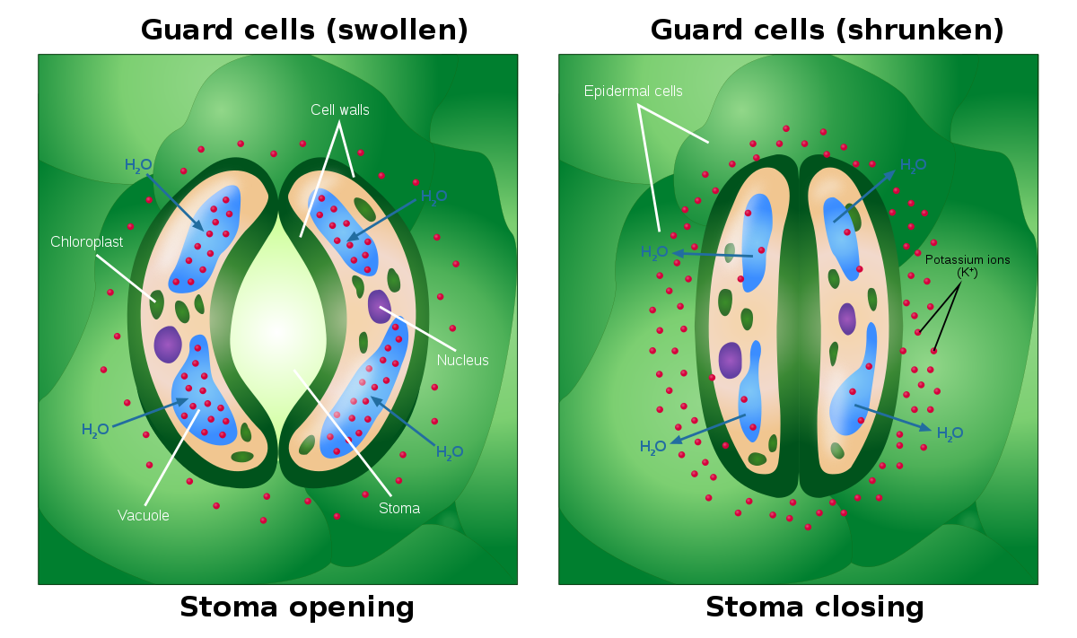 Stomatal Transpiration - CBSE Class Notes Online - Classnotes123