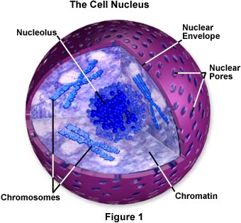 Parts of Plant Cell - Nucleus - Neatly Labelled Diagram