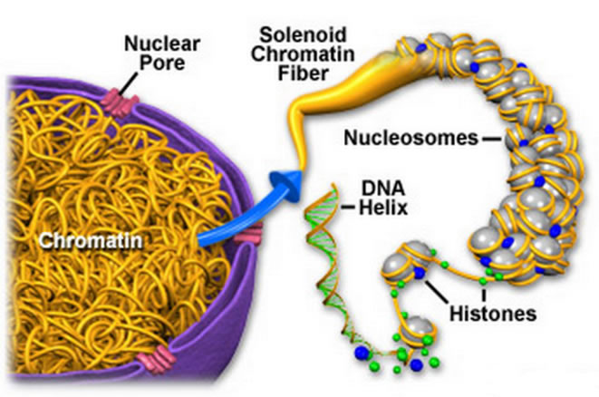 Parts of Plant Cell - Chromatin Fibers - Neatly Labelled diagram