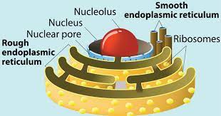 Parts of Plant Cell -Endoplasmic Reticulum -  Neatly Labelled Diagram