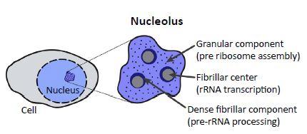 Parts of Plant Cell - Nucleolus - Neatly Labelled diagram