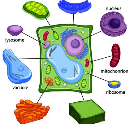 Parts of Plant Cell - Location , Structure and Functions - CBSE Class Notes  Online - Classnotes123