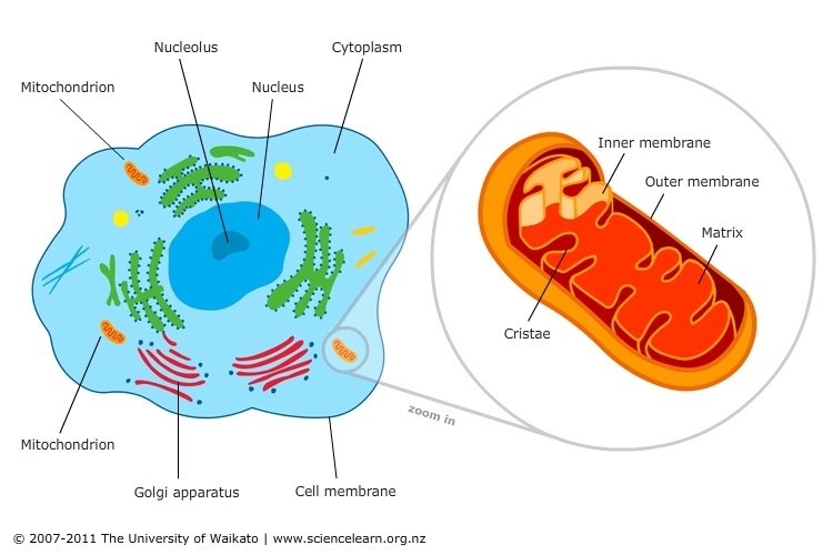 Parts of Plant Cell - Mitochondria- Neatly Labelled Diagram