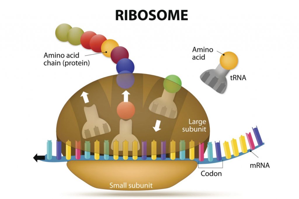Parts of Plant Cell - Ribosome - Neatly Labelled Diagram