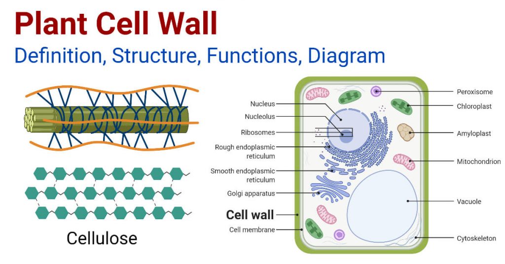 Parts of Plant Cell - Cell wall - Neatly Labelled Diagram 