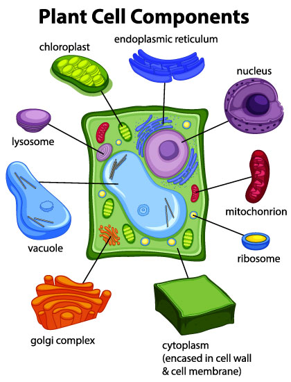 Parts of Plant Cell - Location , Structure and Functions - CBSE Class Notes  Online - Classnotes123