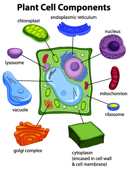 parts-of-plant-cell-location-structure-and-functions-cbse-class