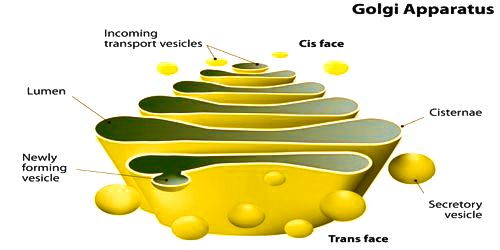Parts of Plant Cell -Golgi Apparatus - Neatly Labelled diagram