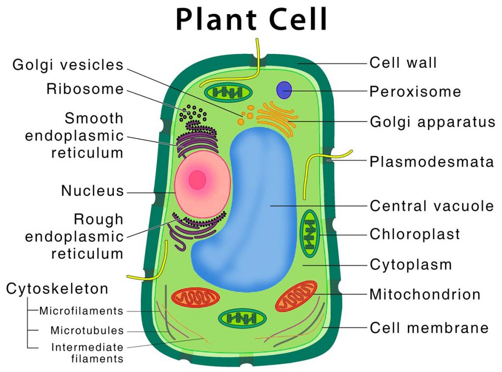 Parts of Plant Cell - Diagram