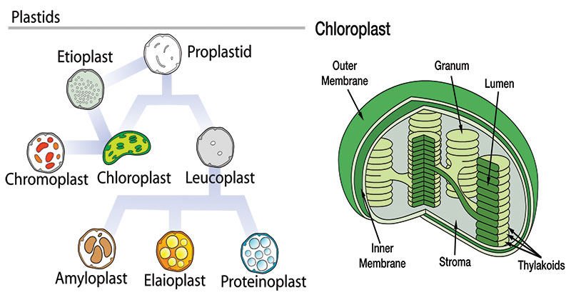 Parts of Plant Cell- Plastids - Neatly Labelled Diagram