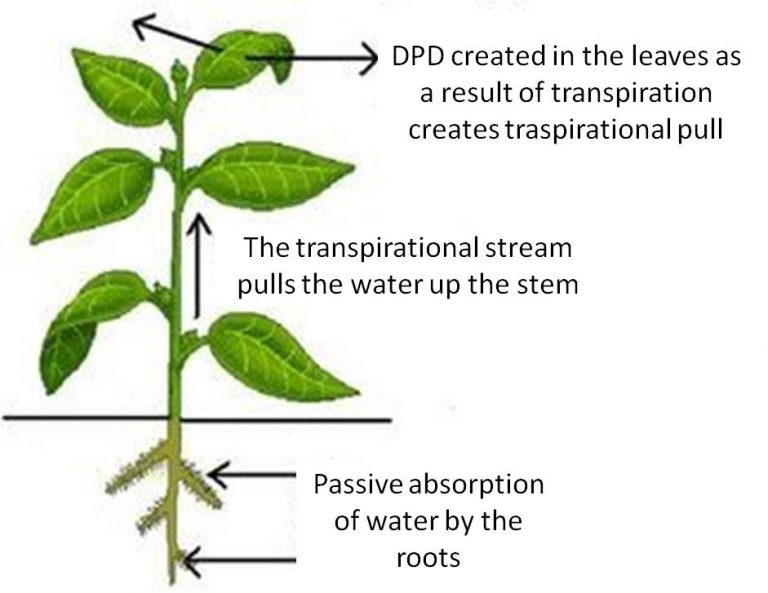 6 Important Significance Of Transpiration CBSE Class Notes Online 