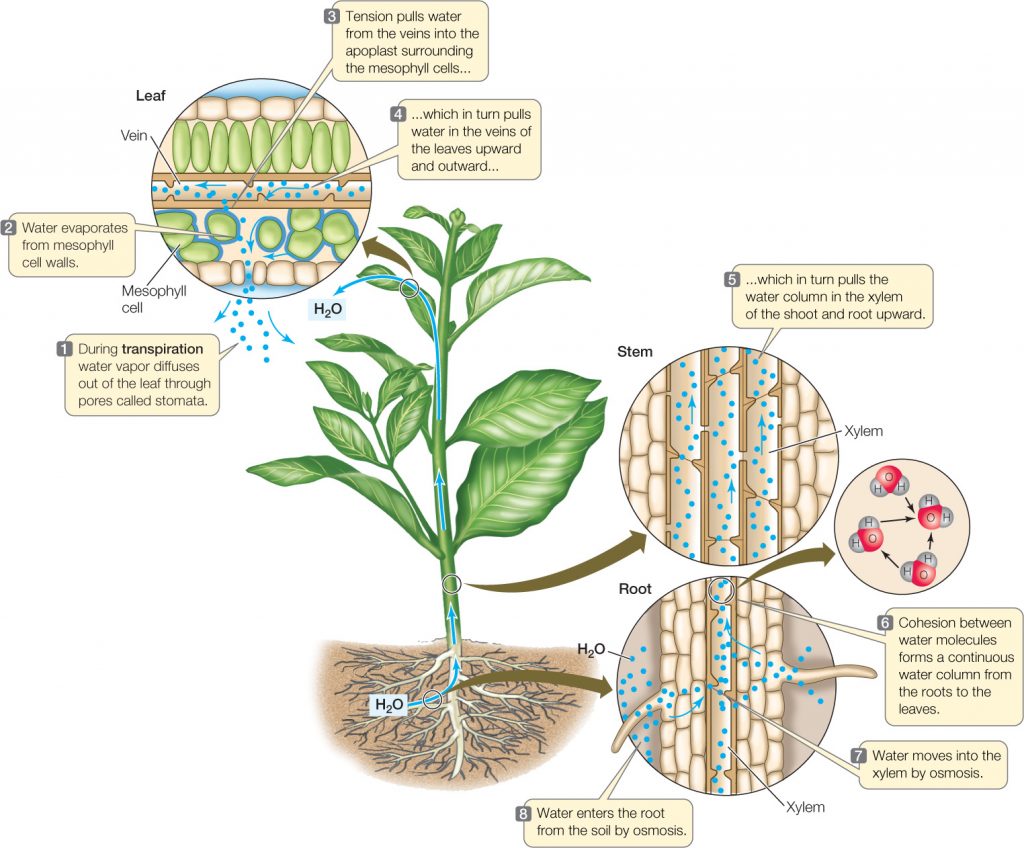 diagram of transpiration in plants