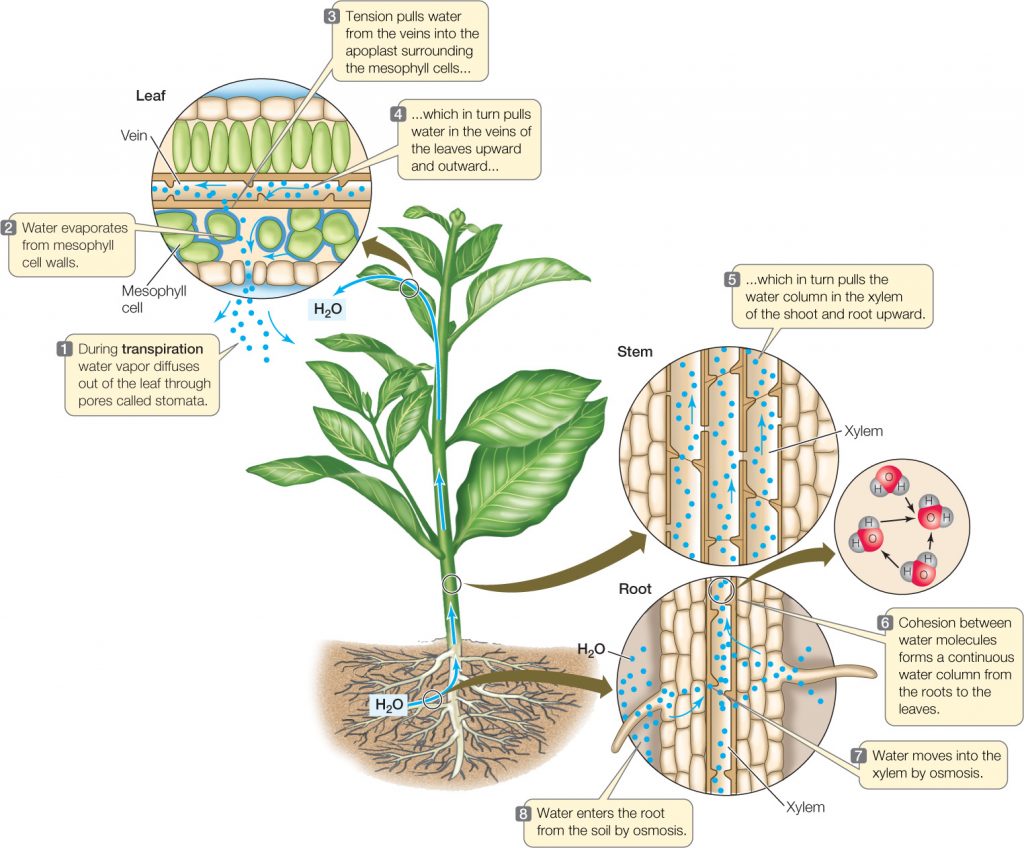 Transpiration Diagram CBSE Class Notes Online Classnotes123