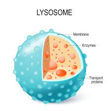 Parts of Plant Cell -Lysosomes - Neatly Labelled Diagram