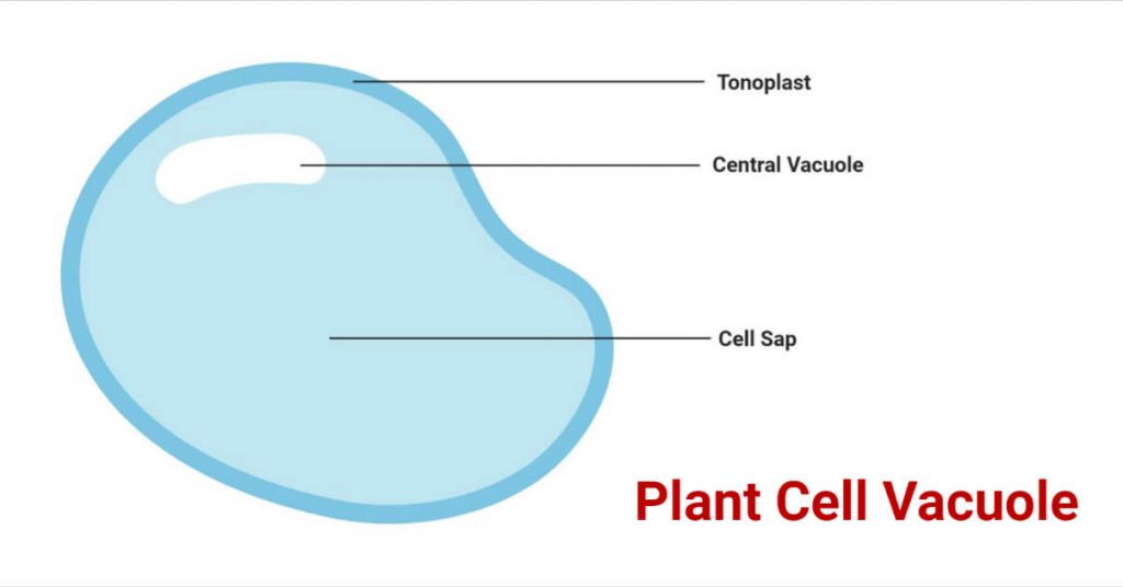 Parts of Plant Cell- Vacuole - Neatly Labelled Diagram 