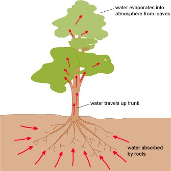 How are Water and Minerals Transported in Plants ? - CBSE Class Notes ...