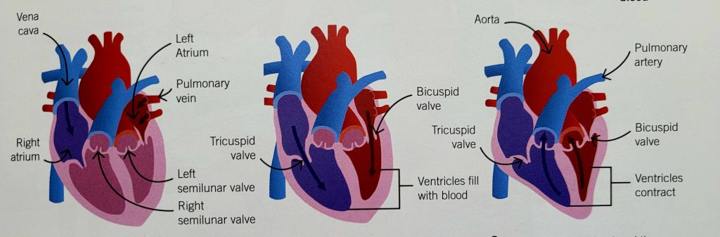 Diagram Of Cardiac Cycle CBSE Class Notes Online Classnotes123 Diagram Of Cardiac Cycle CBSE Class Notes Online Classnotes123