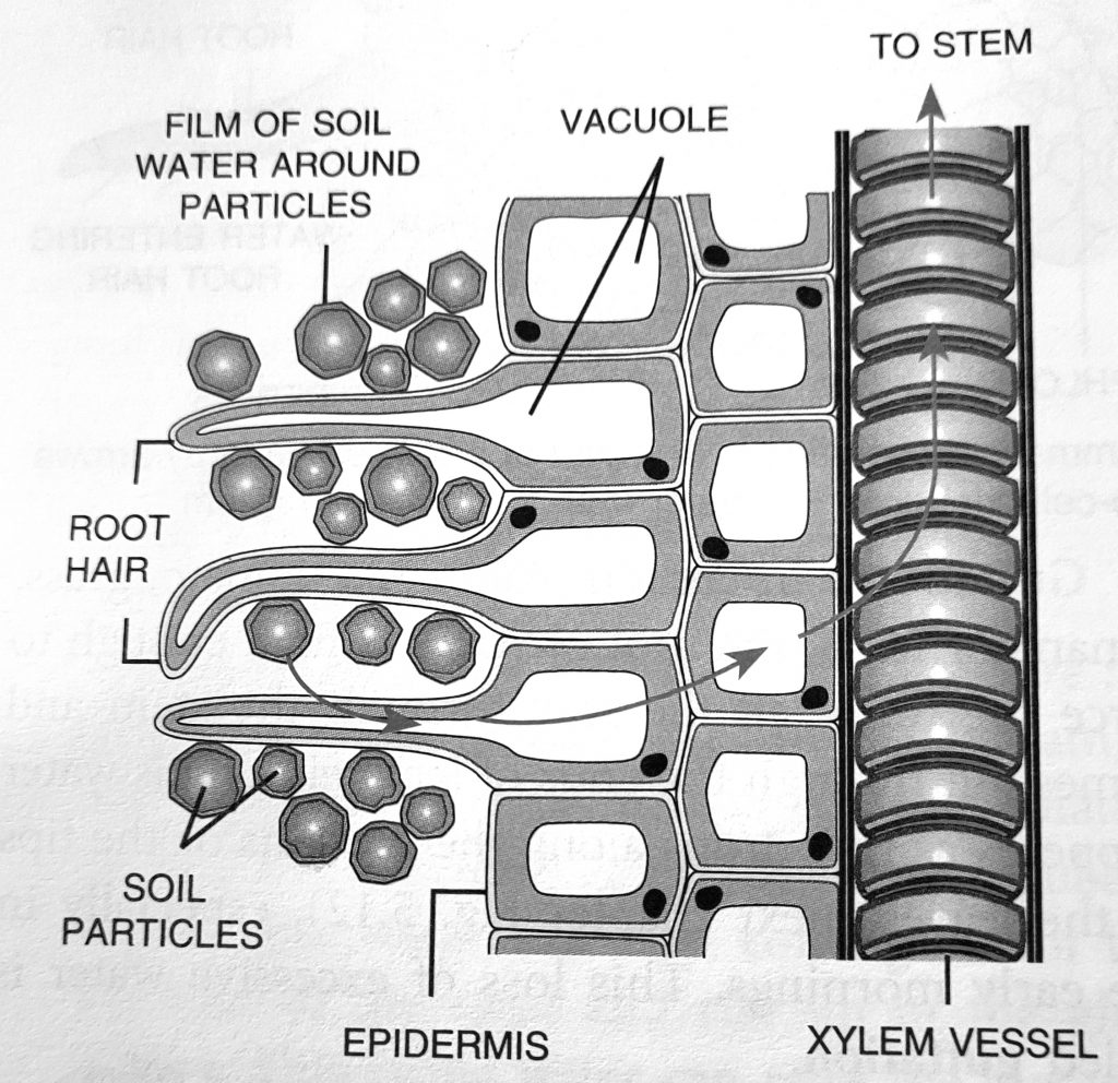 what-is-root-pressure-cbse-class-notes-online-classnotes123