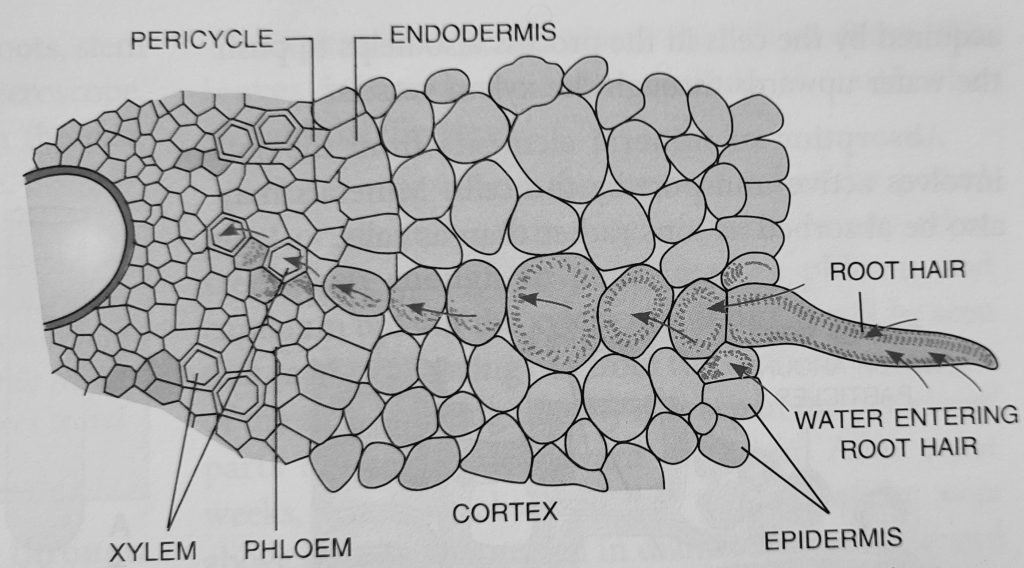 root pressure diagram