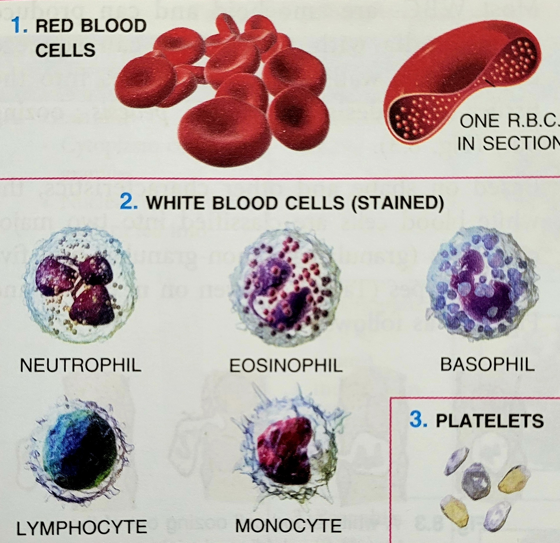 What are the Components of Blood Class 9 CBSE Class Notes Online