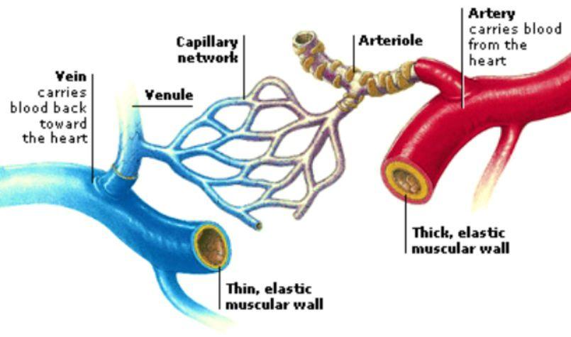 8 Difference Between Arteries Veins And Capillaries Cbse Class Notes Online Classnotes123 