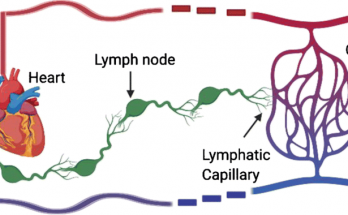 Functions of Lymph
