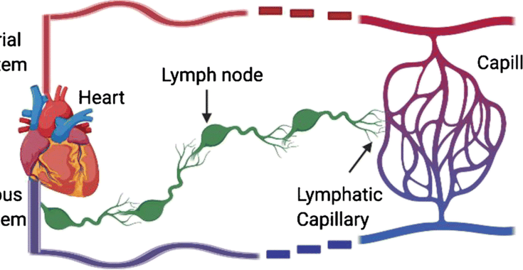 Functions of Lymph