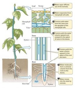 Transpirational Pull - CBSE Class Notes Online - Classnotes123